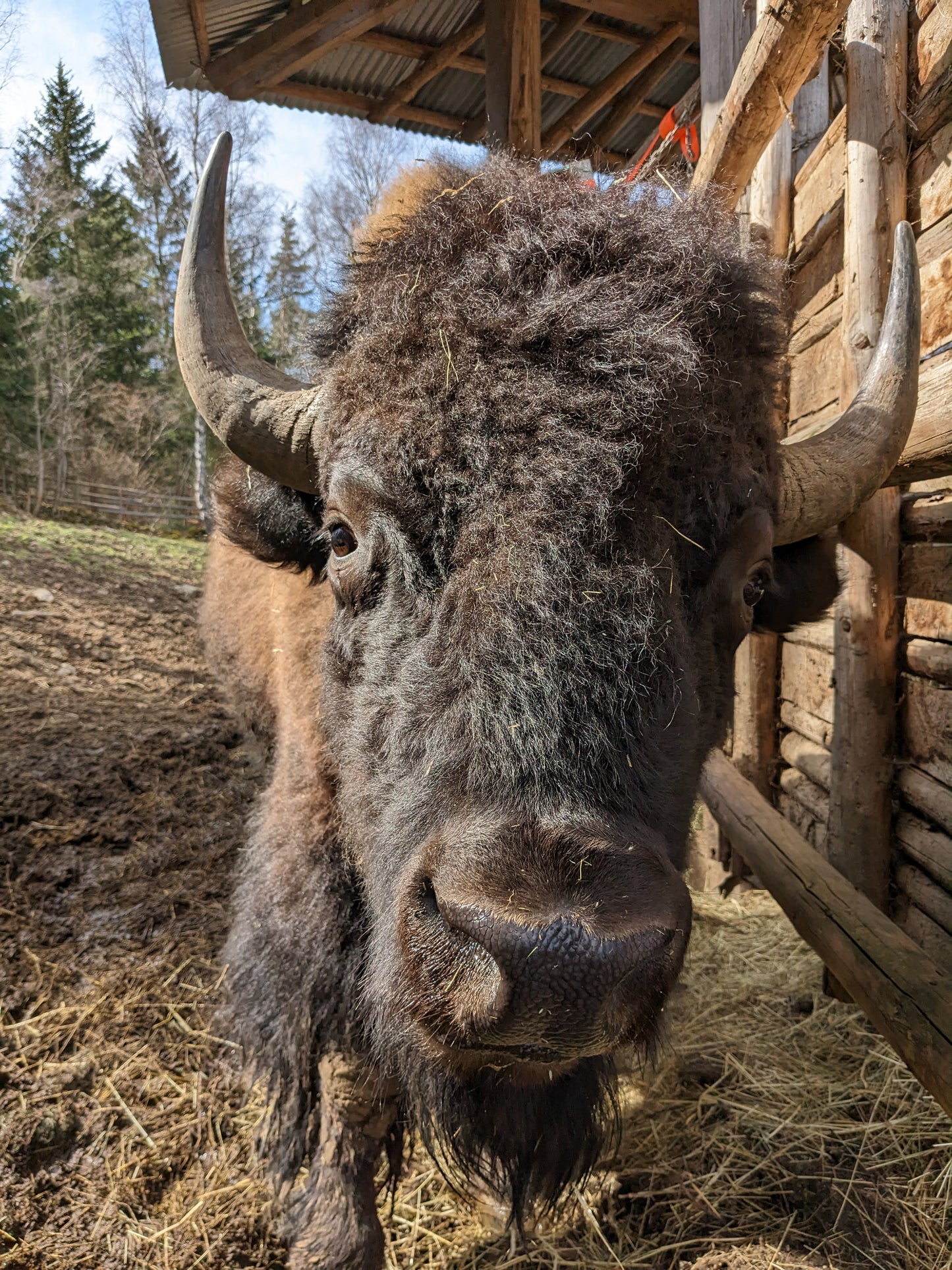 Prohlídka bizonů a farmy