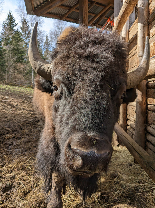 Prohlídka bizonů a farmy