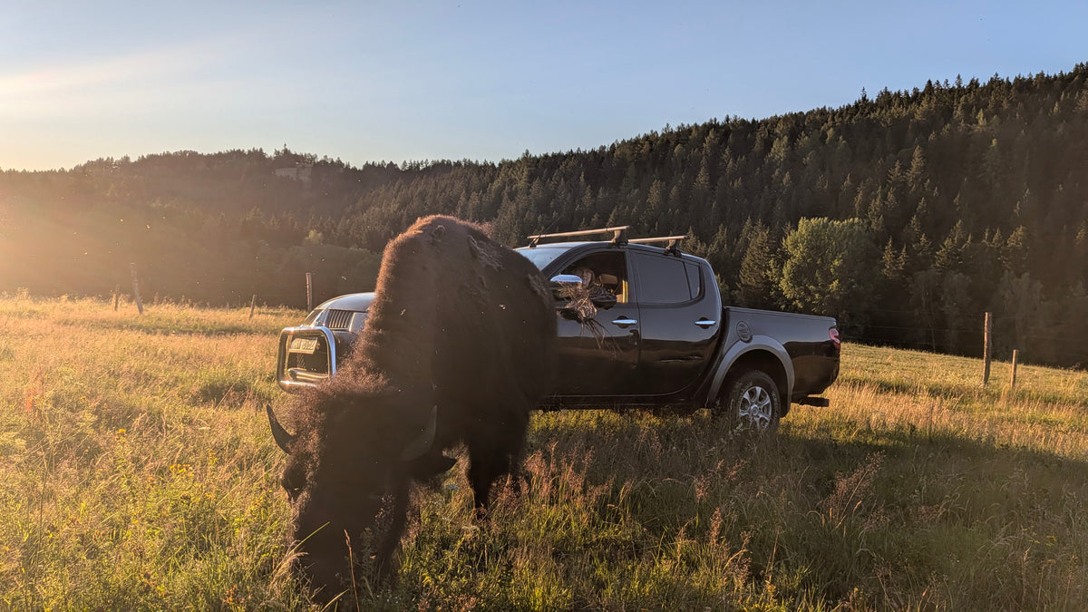 Bison Safari and Farm Tour